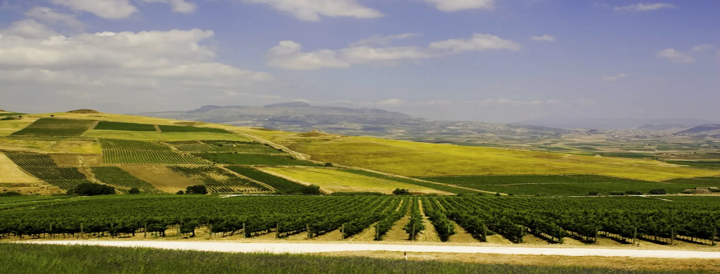Image for Sicilian Vineyard Tour